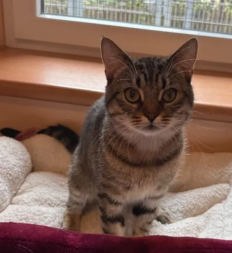 Kater Keks Tierheim Schleswig