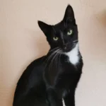 Kater Maoi Tierheim Schleswig