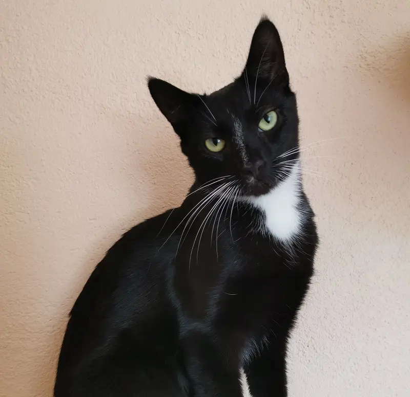 Kater Maoi Tierheim Schleswig