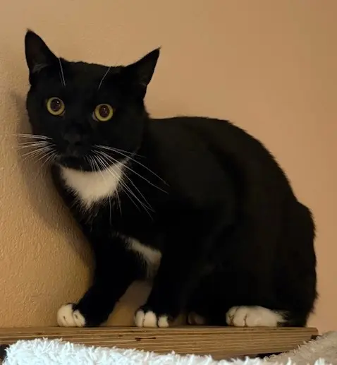 Kater Mogli TIerheim Schleswig