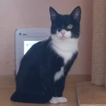 Katze Nerina Tierheim Schleswig