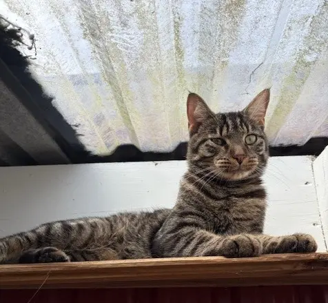 Kater Nino Tierheim Schleswig