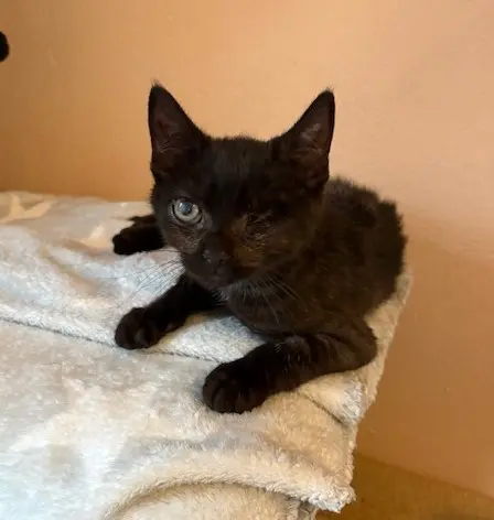Kitten Zaid Tierheim Schleswig
