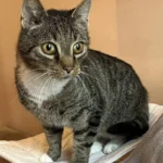 Kater Benno Tierheim Schleswig