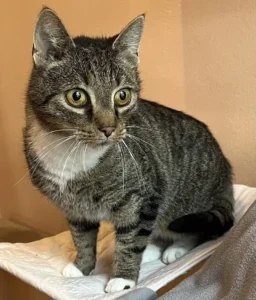 Kater Benno Tierheim Schleswig