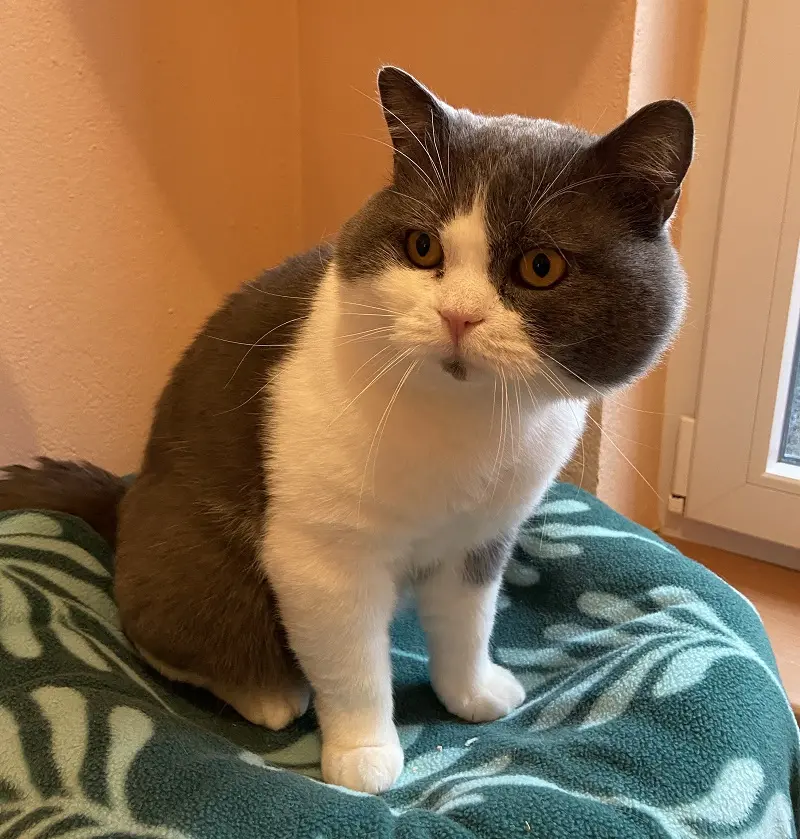 Kater Detlef Tierheim Schleswig