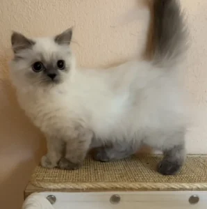 Katze Ever Tierheim Schleswig