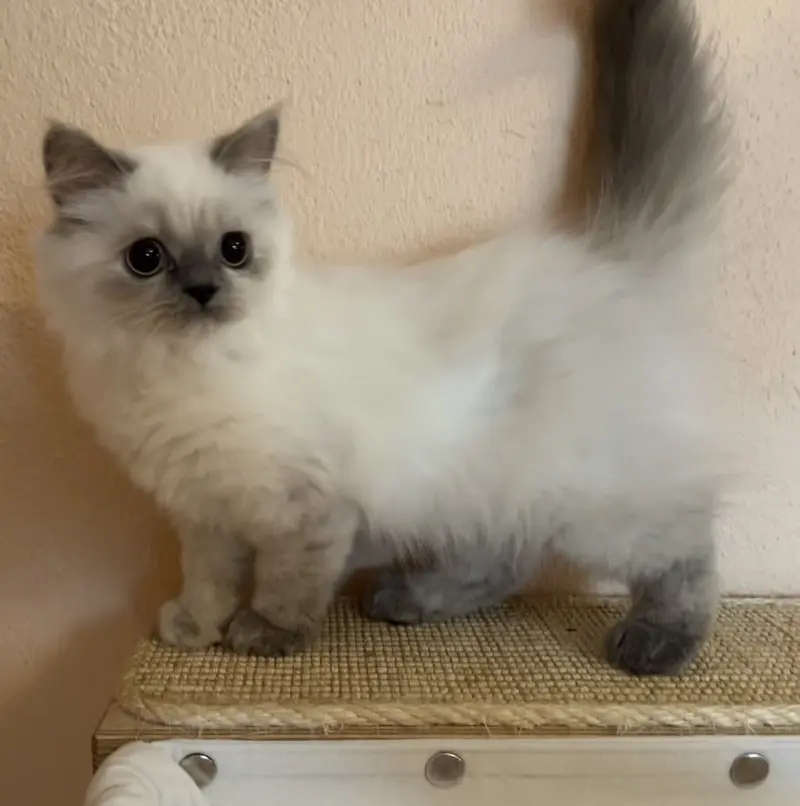 Katze Ever Tierheim Schleswig