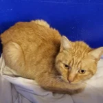 Fundkater Schleswig