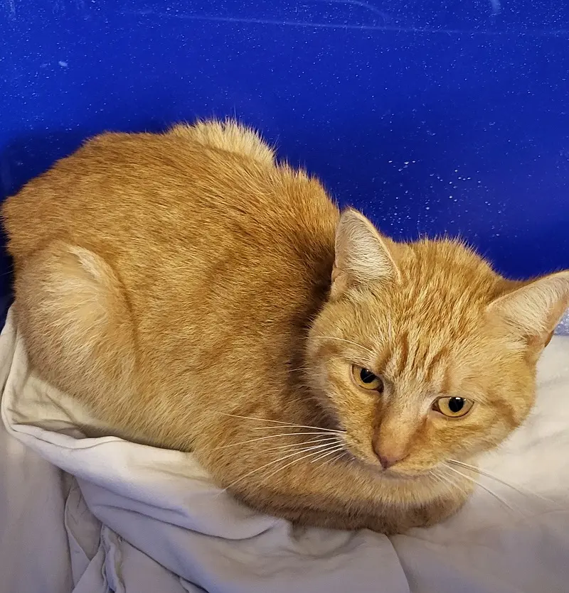 Fundkater Schleswig