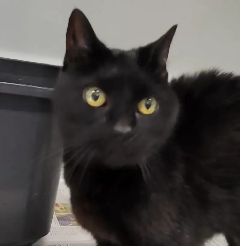 Fundkatze Tierheim Schleswig