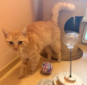 Kater Fanta Tierheim Schleswig