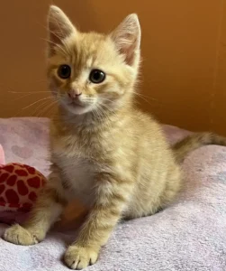 Kitten Forest Tierheim Schleswig