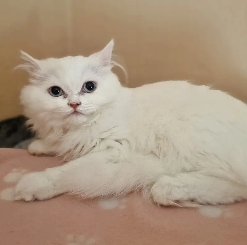 Katze Ivy Tierheim Schleswig