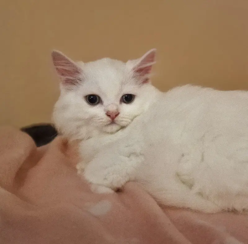 Katze Kalea Tierheim Schleswig
