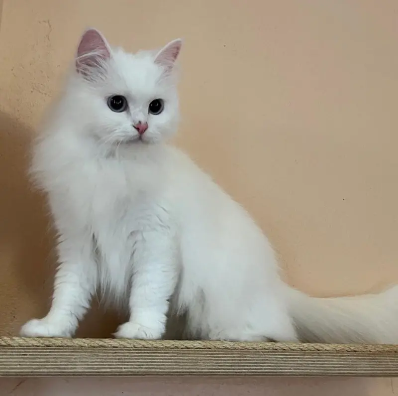 Katze Lara Tierheim Schleswig