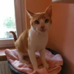 Kater Lenny Tierheim Schleswig