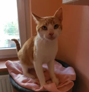 Kater Lenny Tierheim Schleswig