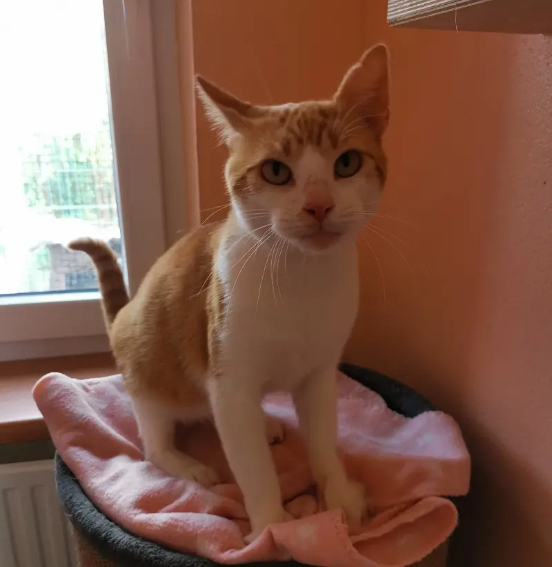 Kater Lenny Tierheim Schleswig