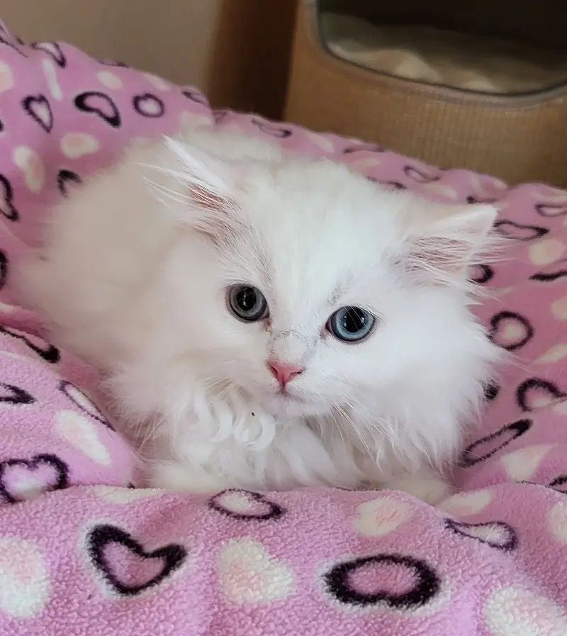 Kater Malio Tierheim Schleswig