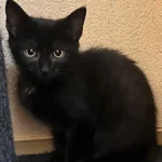 Kitten Mavi Tierheim Schleswig