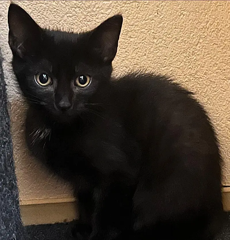 Kitten Mavi Tierheim Schleswig