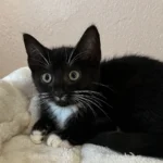 Kitten Mavi Tierheim Schlesiwg