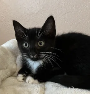Kitten Mavi Tierheim Schlesiwg