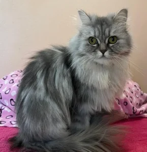 Katze Mila Tierheim Schleswig