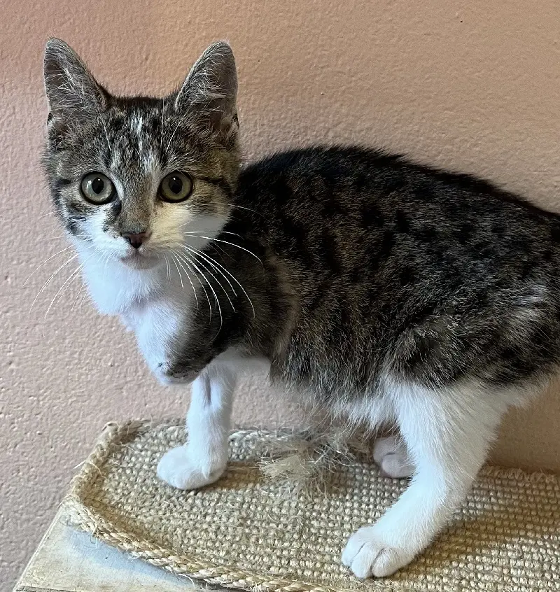 Kitten Nela Tierheim Schleswig