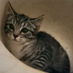 Kitten Rafael Tierheim Schleswig