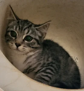 Kitten Rafael Tierheim Schleswig