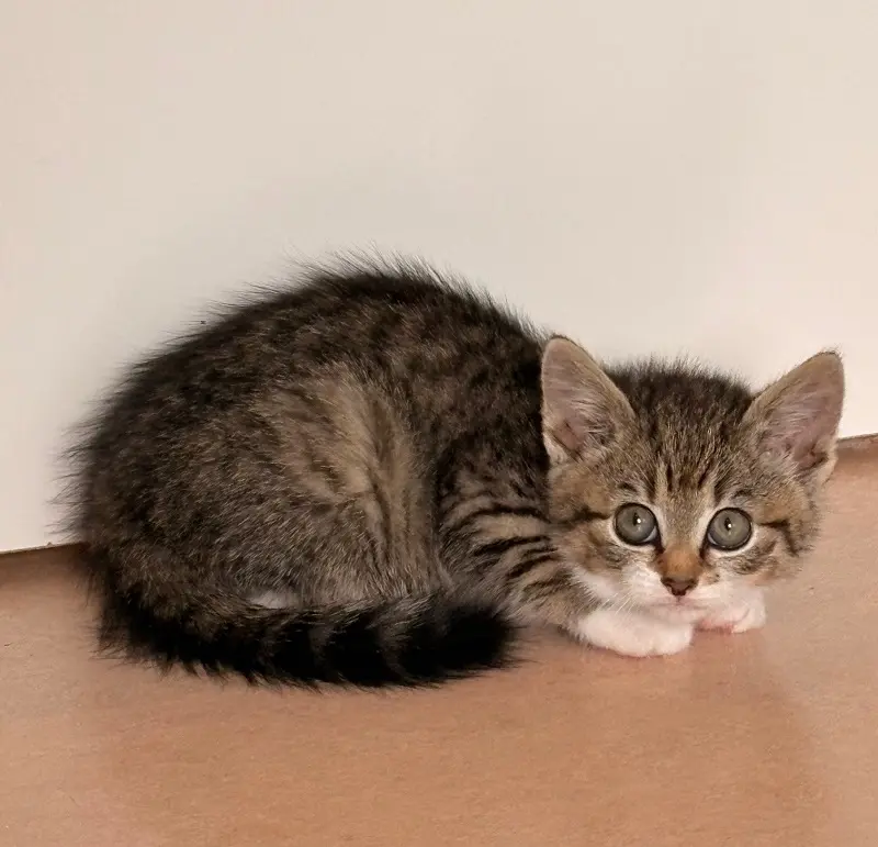 Kitten Cassandra Tierheim Schleswig