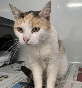 Fundkatze Kropp Tierheim Schleswig