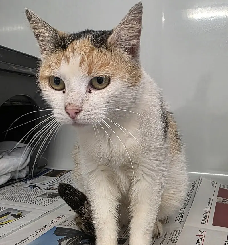 Fundkatze Kropp Tierheim Schleswig