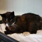 Fundkater Schuby Tierheim Schleswig