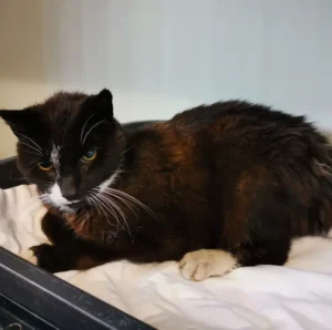 Fundkater Schuby Tierheim Schleswig