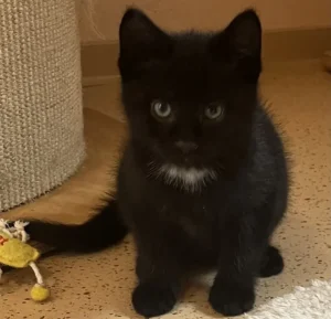 Kater Felix Tierheim Schleswig