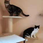 Kater Leo und Willy Tierheim Schleswig