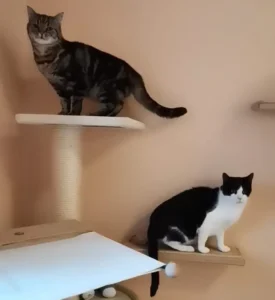 Kater Leo und Willy Tierheim Schleswig