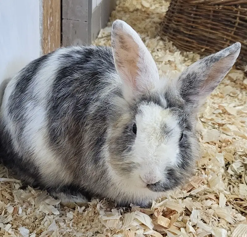 Kaninchen Virana Tierheim Schleswig