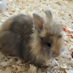 Kaninchen Alani Tierheim Schleswig