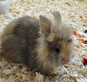 Kaninchen Alani Tierheim Schleswig