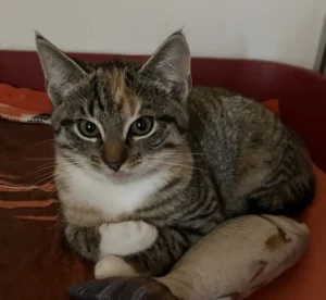 Katze Amelia Tierheim Schleswig