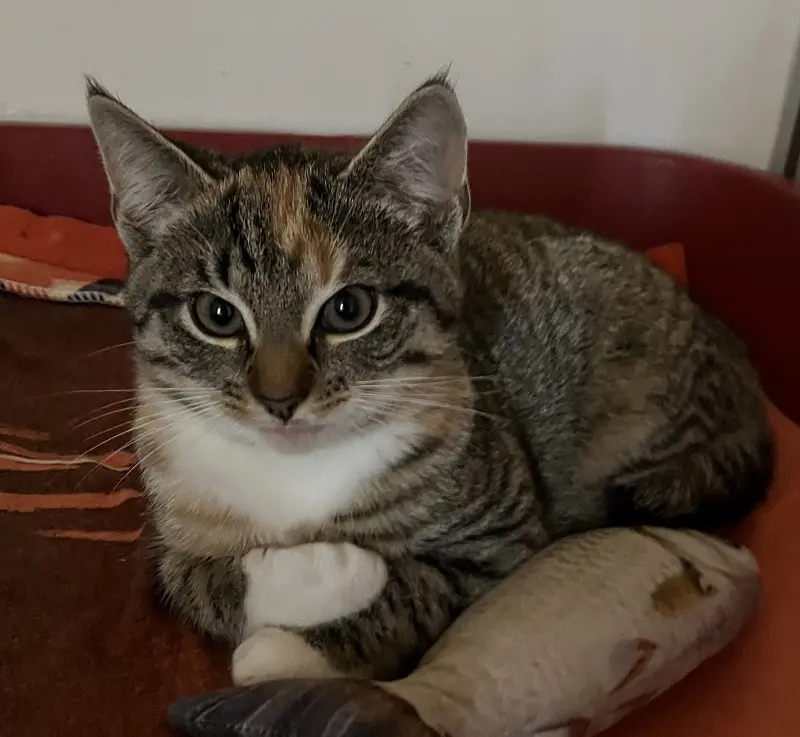 Katze Amelia Tierheim Schleswig