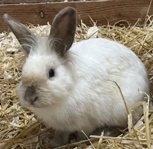 Kaninchen Antonio Tierheim Schleswig
