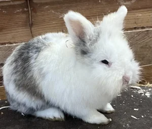 Kaninchen Anubis Tierheim Schleswig