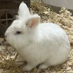 Kaninchen Augustin Tierheim Schleswig