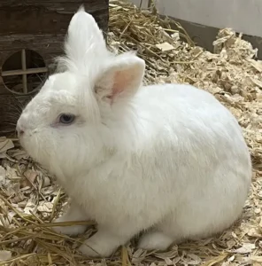 Kaninchen Augustin Tierheim Schleswig