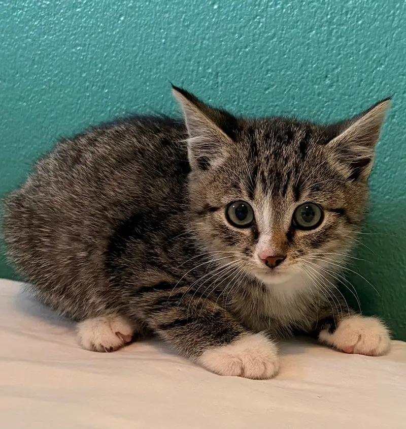 Kitten Bea Tierheim Schleswig